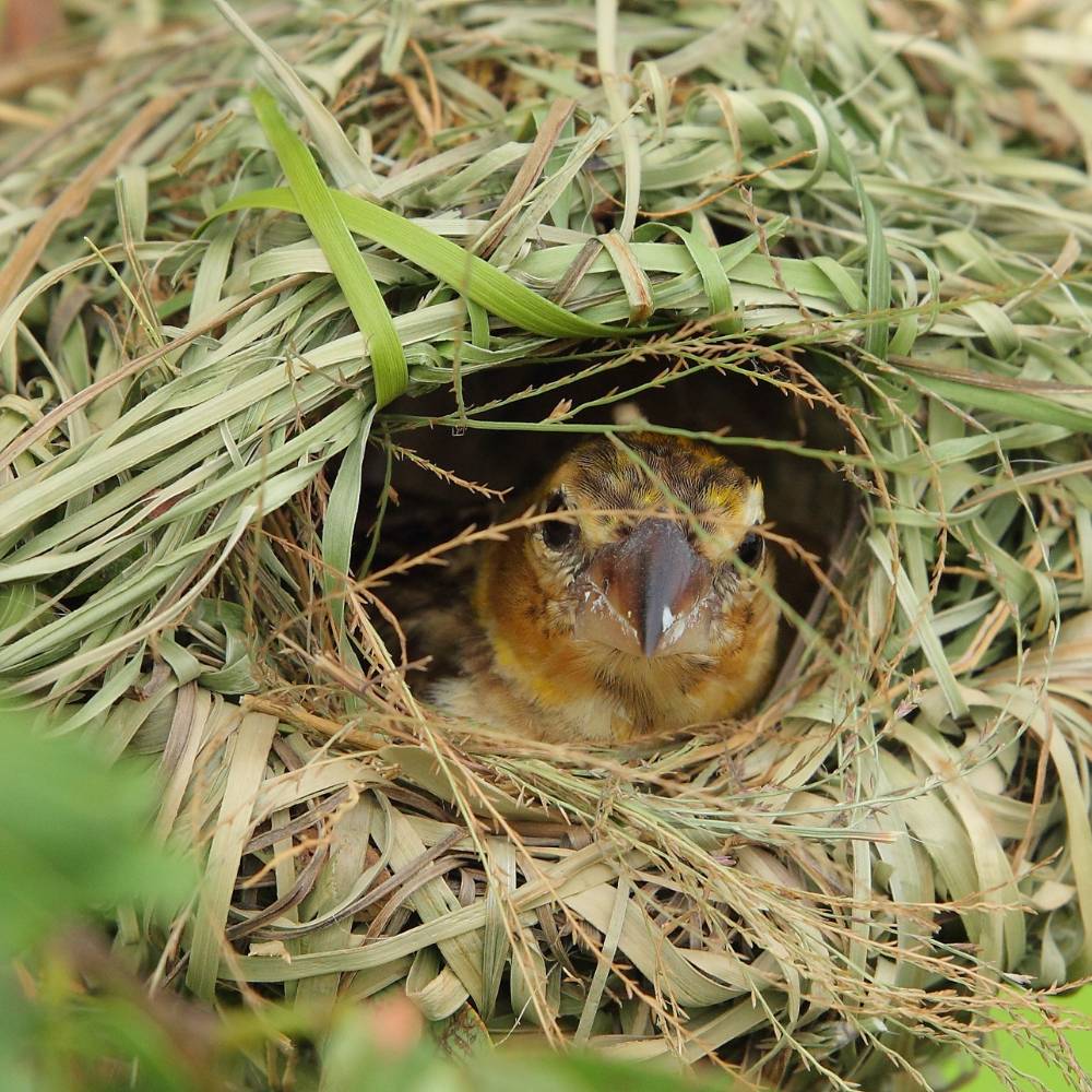 nesting bird